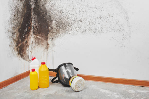 Best Attic Mold Removal  in Richland, MS