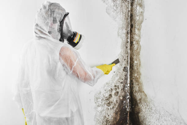 Best Affordable Mold Removal  in Richland, MS