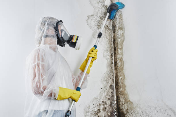 Best Home Mold Removal  in Richland, MS