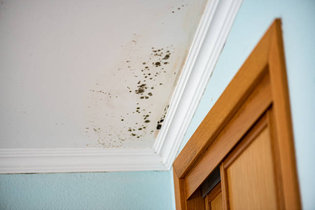 Best Crawl Space Mold Removal  in Richland, MS