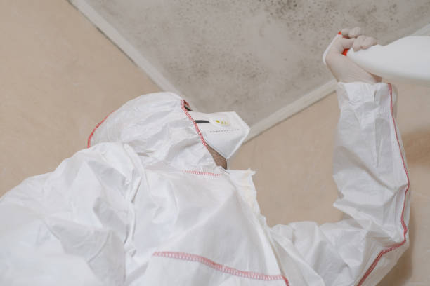 Best Best Mold Removal Companies  in Richland, MS