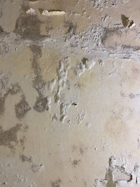 Best Professional Mold Removal  in Richland, MS