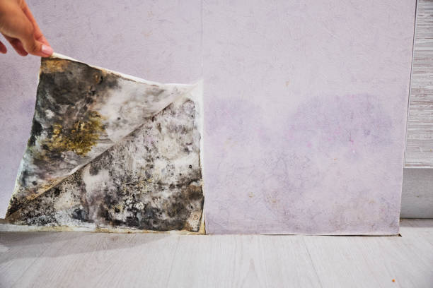 Best Commercial Mold Removal  in Richland, MS